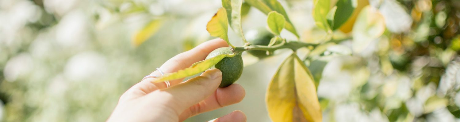 chandra-oh-wQQ9MC83Nog-unsplash